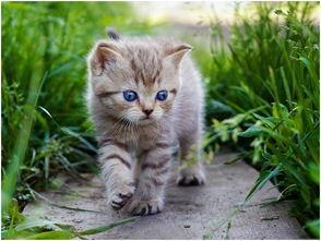 娱乐吃瓜小猫咪小说在线阅读,揭秘娱乐圈幕后风云